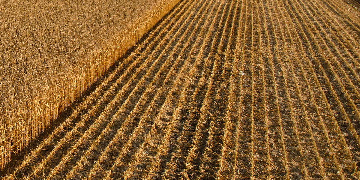 challenger-3300-command-series-corn-head-hero.jpg